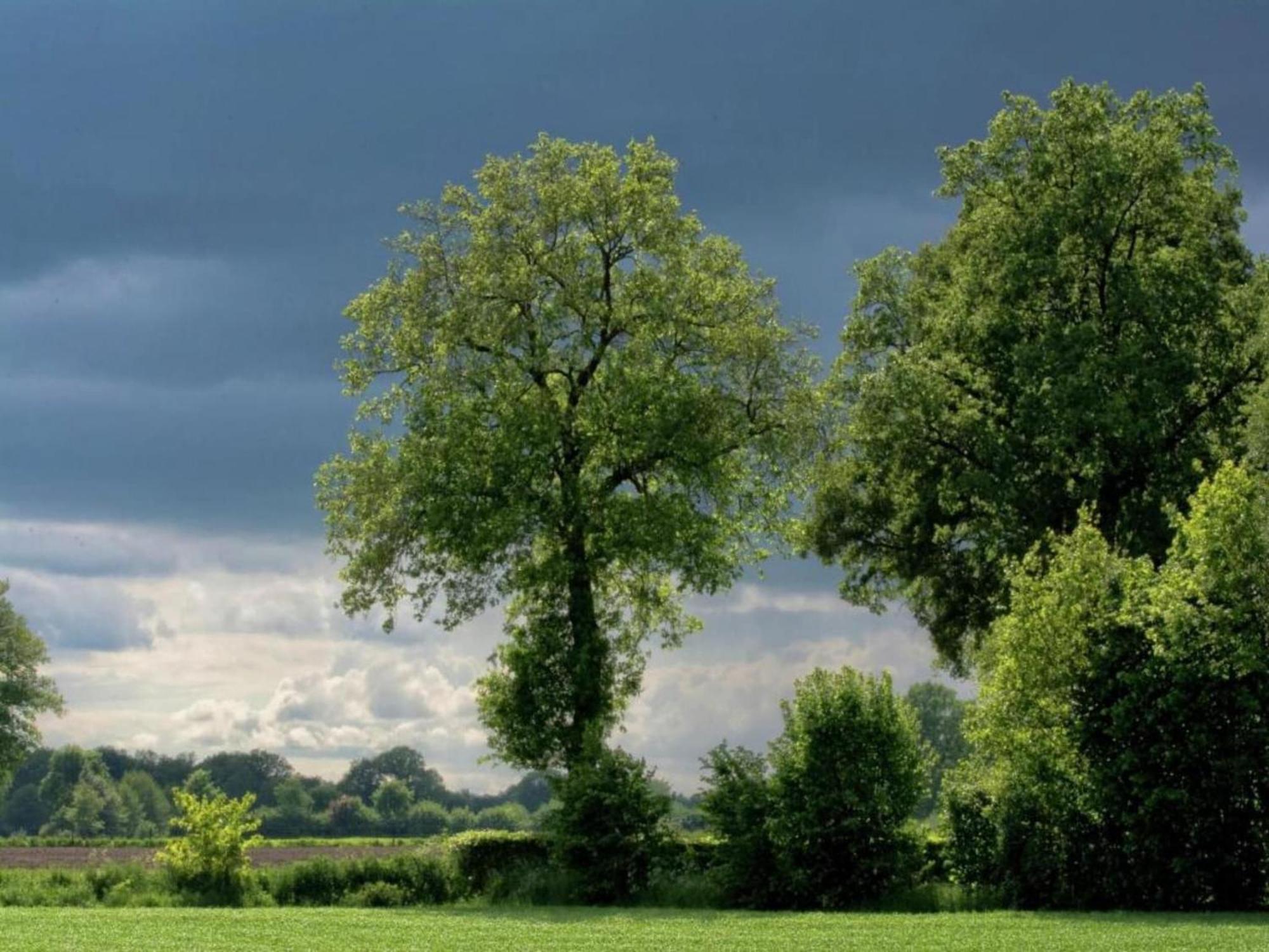 Villa Monumental Farm In The Ash Landscape Geesteren  Exterior foto